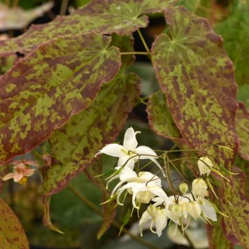 Epimedium Elenwe - Fleurs des Elfes