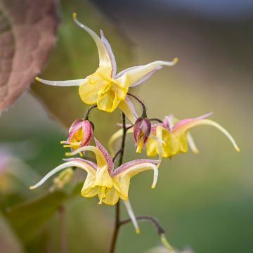 Epimedium Fire Dragon, Fleur des elfes