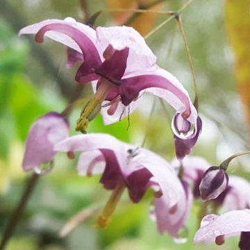 Epimedium Kaguyahime, Fleur des elfes