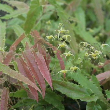 Fleur des Elfes - Epimedium Sphinx Twinkler