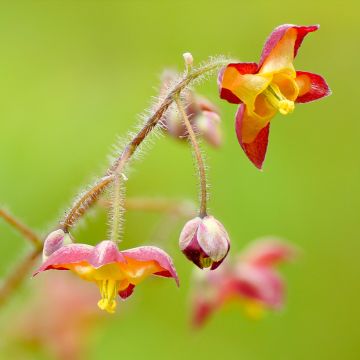 Epimedium alpinum - Fleur des elfes rouge et jaune