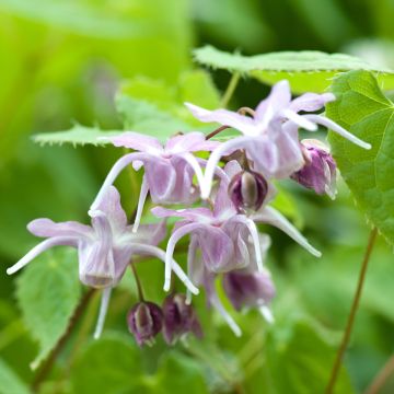 Epimedium grandiflorum - Fleurs des elfes rose lilas pâle