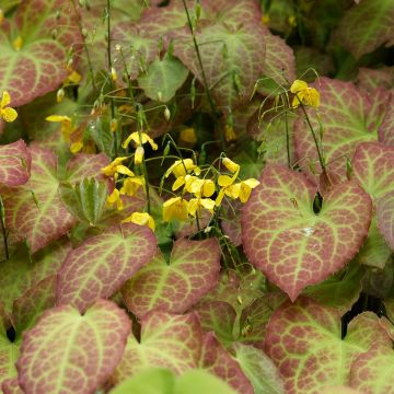 Epimedium perralchicum Frohnleiten - Fleur des Elfes jaune vif