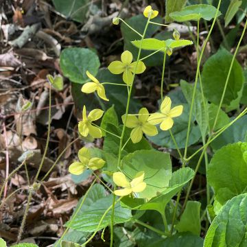 Epimedium elongatum - Fleur des Elfes