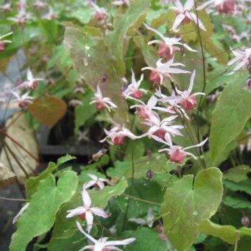 Epimedium hybride Pink Elf