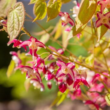 Epimedium rubrum, Fleur des elfes