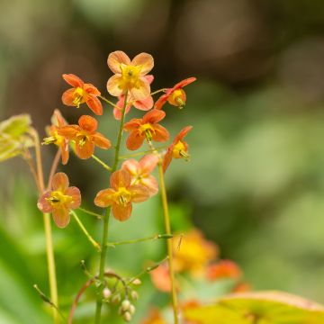 Epimedium warleyense, Fleur des elfes