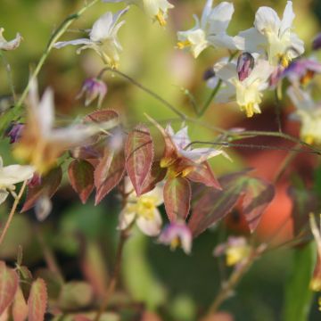 Fleur des Elfes - Epimedium  x versicolor Cupreum