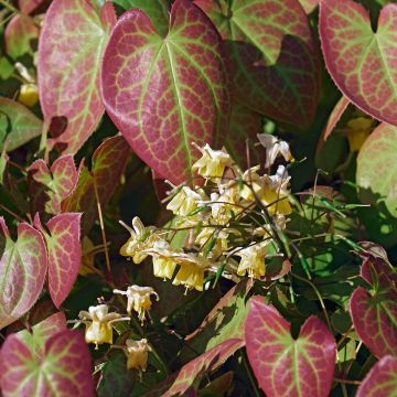 Epimedium x versicolor Sulphureum - Fleur des Elfes