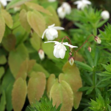 Epimedium youngianum Niveum, Fleur des elfes
