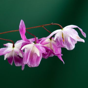 Epimedium youngianum Roseum, Fleur des elfes