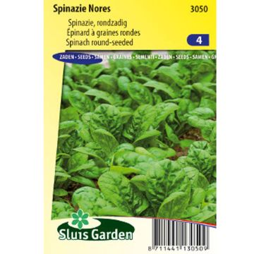 Epinard Nores - Spinachia oleracea