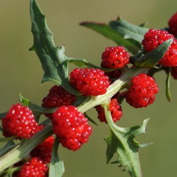 Epinard-fraise - Chenopodium foliosum