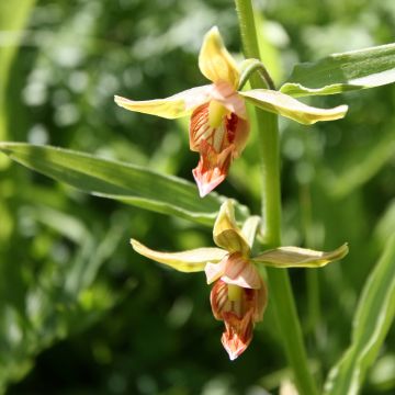 Epipactis gigantea - Helleborine