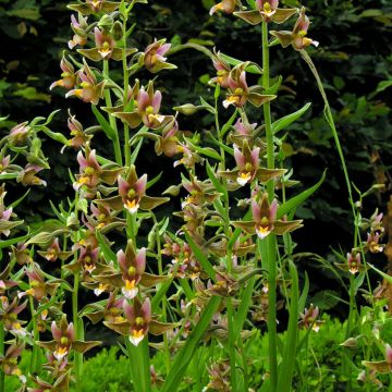 Epipactis gigantea Night Serpentine - Orchidée de jardin 