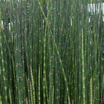 Prêle d'hiver - Equisetum hyemale (japonicum)