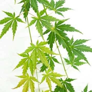 Érable du Japon - Acer palmatum Emerald Lace