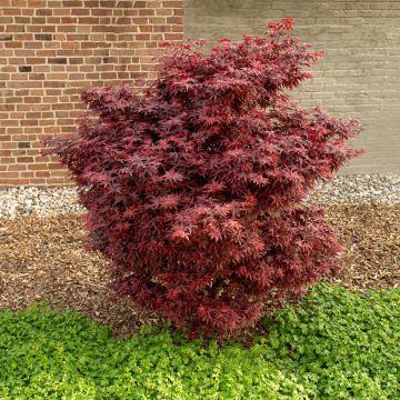 Érable du Japon - Acer palmatum Emerald Lace
