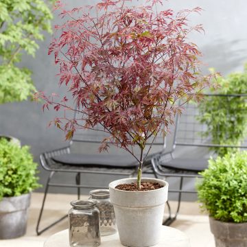 Erable du Japon - Acer palmatum Royal Garnet