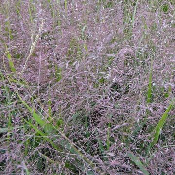 Eragrostis spectabilis Great Plains - Herbe d'amour