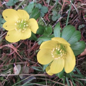 Eranthis hyemalis Schwefelglanz - Hellébore d'hiver