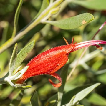 Eremophila maculata Aurea - Eremophile tacheté