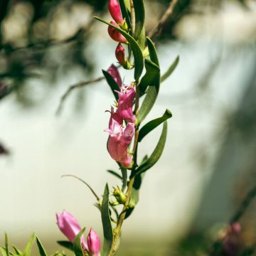 Eremophila maculata Aurea - Eremophile tacheté