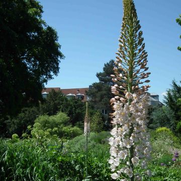 Eremurus Joanna - Lis des steppes