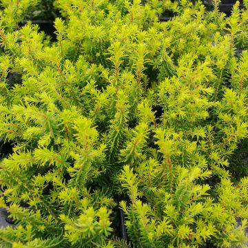 Bruyère d'été - Calluna vulgaris Dark Beauty