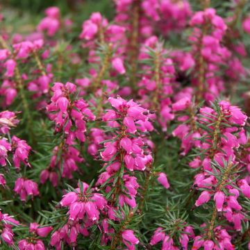 Erica carnea Golden Starlet - Bruyère des neiges blanche