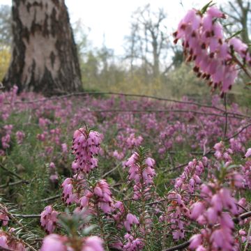 Bruyère des neiges - Erica carnea Jenny Porter