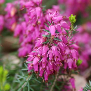 Erica carnea Golden Starlet - Bruyère des neiges blanche