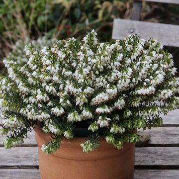 Bruyère des neiges - Erica carnea Schneekuppe