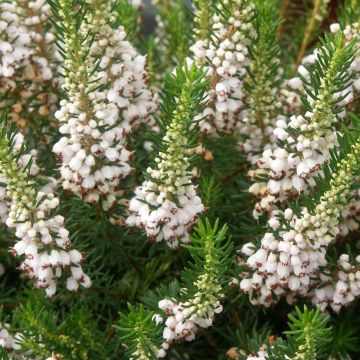 Erica carnea Golden Starlet - Bruyère des neiges blanche