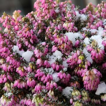 Erica carnea Golden Starlet - Bruyère des neiges blanche