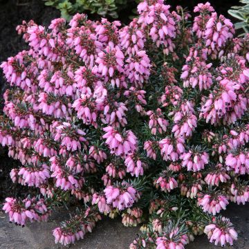 Erica carnea Golden Starlet - Bruyère des neiges blanche