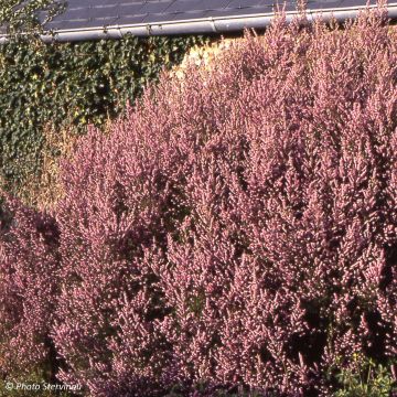 Bruyère de l'ouest - Erica mediterranea