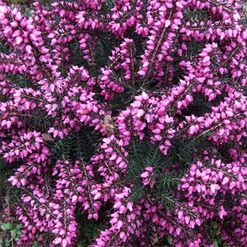 Bruyère d'Hiver - Erica x darleyensis Kramer's Rote