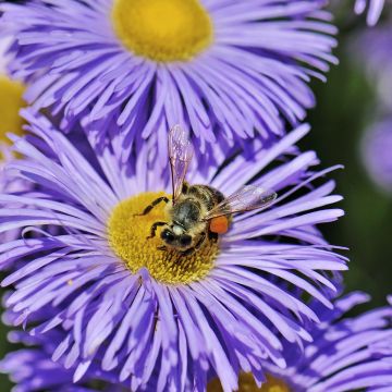 Erigeron Azure Beauty - Vergerette