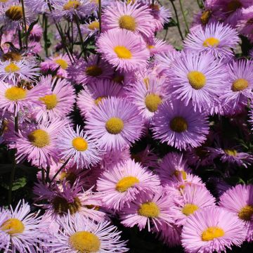 Erigeron Rosa Jewel - Vergerette