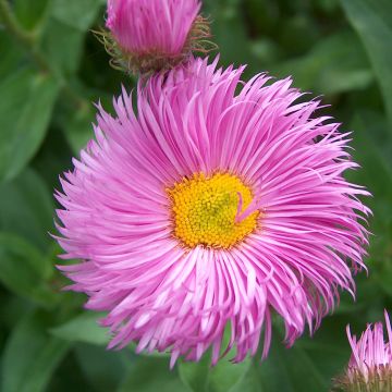 Erigeron Rosa Jewel - Vergerette