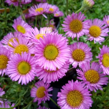 Erigeron glaucus Sea Breeze - Vergerette glauque