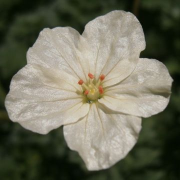 Erodium chrysanthum