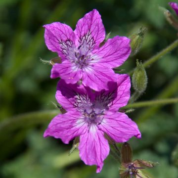 Erodium manescavii - Bec de Grue de Manescaut