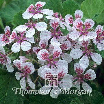 Graines d'Erodium pelargoniflorum Sweetheart - Bec de Grue