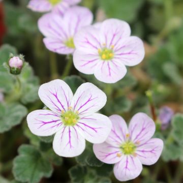 Erodium variabile Album - Bec de héron