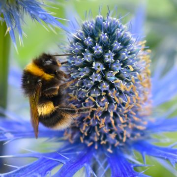 Eryngium Lapis Blue - Panicaut maritime