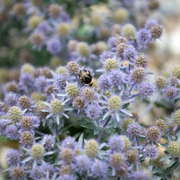 Eryngium Tiny Jackpot - Panicaut - Chardon d'ornement