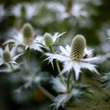 Eryngium agavifolium - Panicaut à feuilles d'Agave