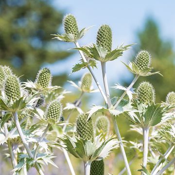 Eryngium giganteum - Panicaut géant